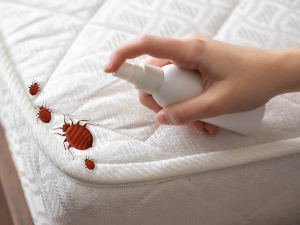 Reliable Shelbina, MO Pest Control Solutions